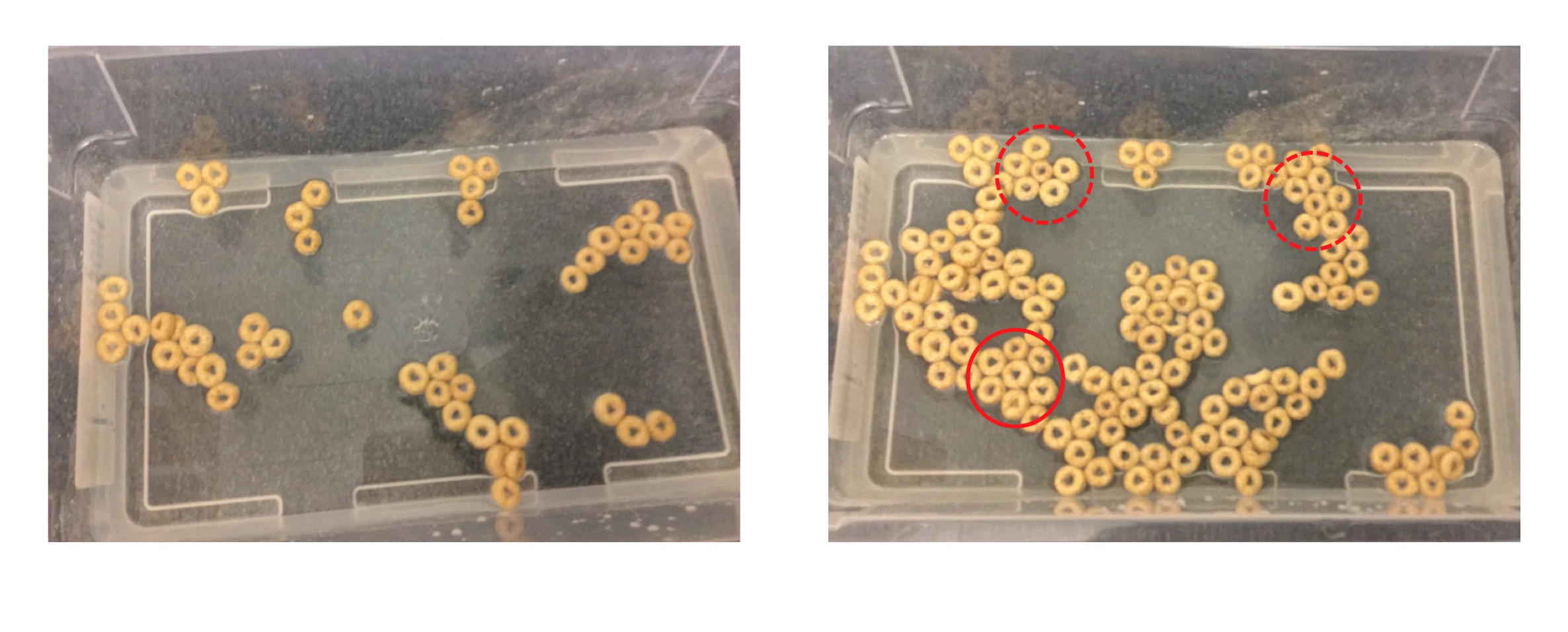 Cheerios floating in water illustrate one form of self-assembly. What do you notice about the areas circled in red? (Click to enlarge.)