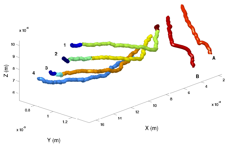 Fig. 5 (Click to enlarge). Reconstruction of 3D visualization of a reconnection event. Each of the colors represents the trail of a single particle that was following the motion of a vortex. (Credit: David Meichle)