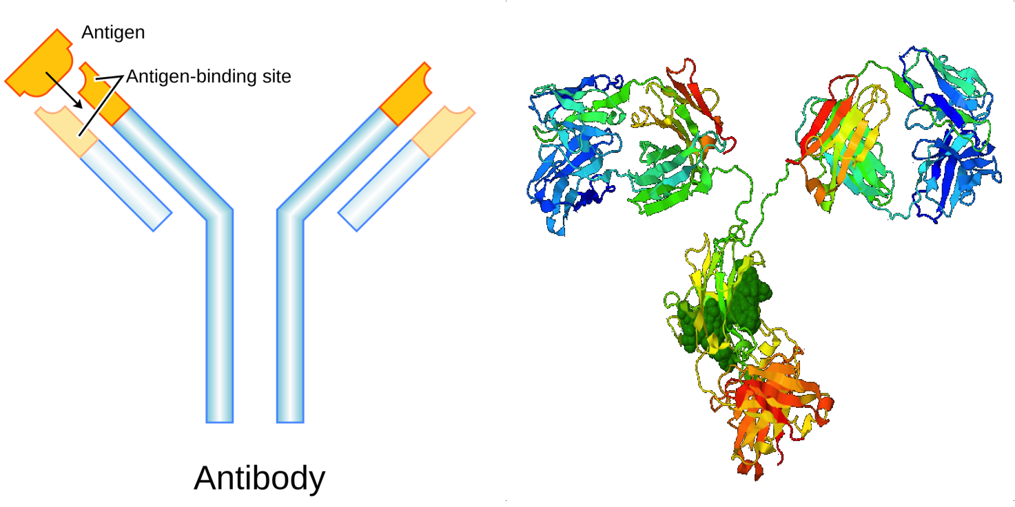 Fig. 1 (Click to enlarge). Antibodies are a type of protein that play a crucial role in the immune system. The image on the left (Wikimedia Commons) shows a schematic of an antibody and how its shape allows it to bind to a specific protein called an antigen. The image on the right (Protein Data Bank) shows the molecular structure of an antibody in more detail. By investigating a protein's structure, biophysicists can better understand how it functions in an organism.