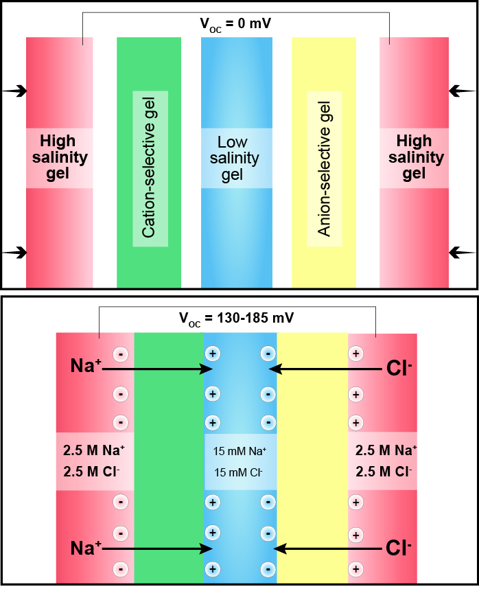 Fig. 3 (Click to enlarge). Alternating high-salt (red) and low-salt (blue) hydrogels are stacked across alternating membranes selective for positively-charged ions (green) or negatively-charged ions (yellow). When out of contact (top), no voltage is generated. When pushed into contact (bottom), this repeating unit of hydrogels produces a voltage of 130-185 millivolts.