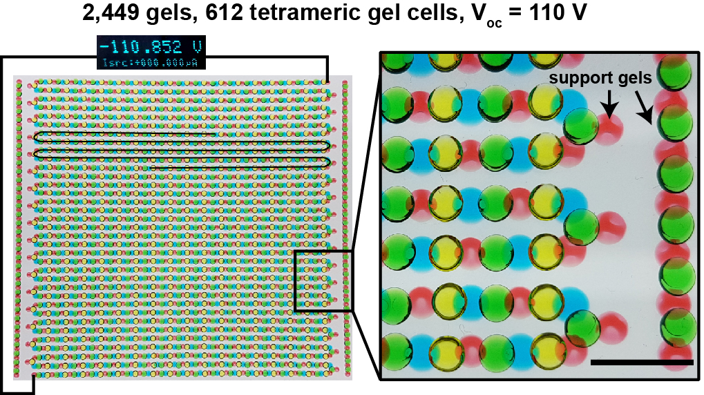 Thousands of gels connected in sequence generates 110 volts. Scale bar = 1 cm.