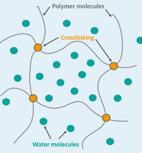 In a hydrogel, long polymer molecules crosslink to create a mesh-like structure that traps water molecules.