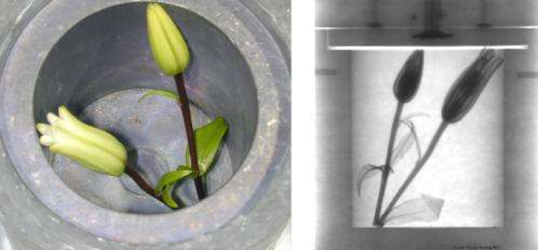 Neutrons can fly undeterred through lead, but they scatter strongly from hydrogen and oxygen. Thus, the lead container looks transparent to neutrons, while the flowers don