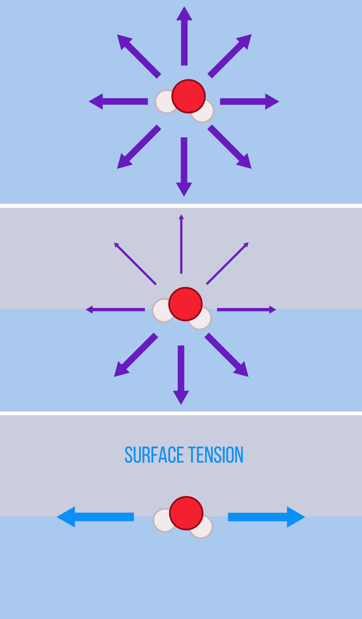 Fig. 2 (Click to enlarge). Water molecules deep in the liquid are tugged equally in all directions by their neighbors (top), but molecules at the interface feel a stronger pull from their fellow water molecules than their other neighbors (middle). When summed, those molecular tugs result in an apparent force along the interface: surface tension (bottom). Illustration by Nicole Sharp.