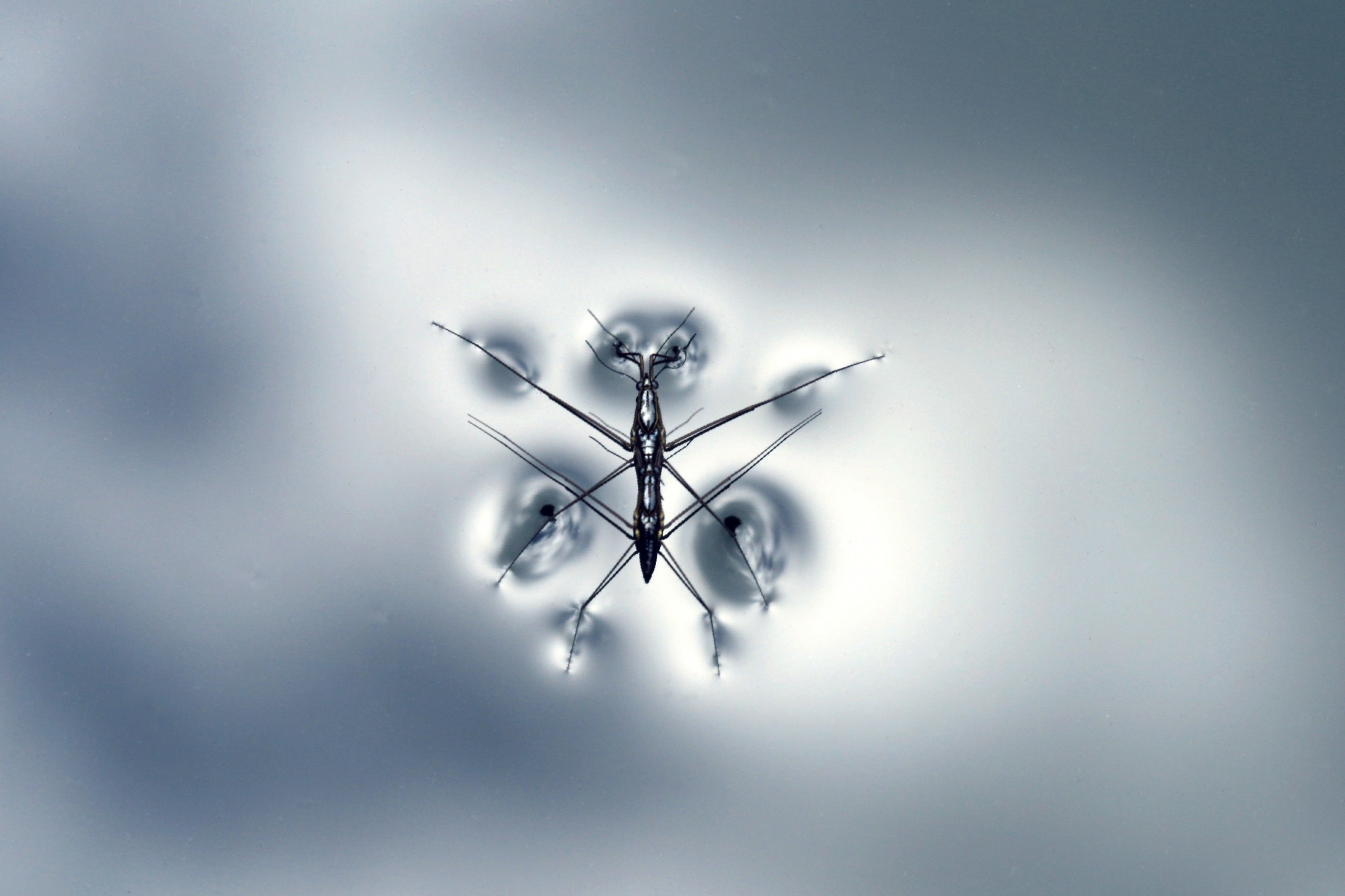 Fig. 1 (Click to enlarge). Small creatures like this water strider rely on surface tension to keep them atop the water. Photo by Tanguy Sauvin.