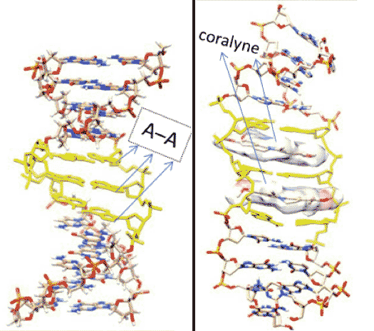 Fig. 2 (Click to enlarge). The DNA molecule containing three mismatched A–A base pairs at the center, without (left) and with (right) intercalated coralyne molecules.