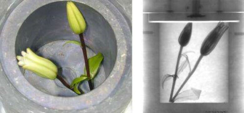 Fig. 4 (Click to enlarge). Neutrons can fly undeterred through lead, but they scatter strongly from hydrogen and oxygen. Thus, the lead container looks transparent to neutrons, while the flowers do not!