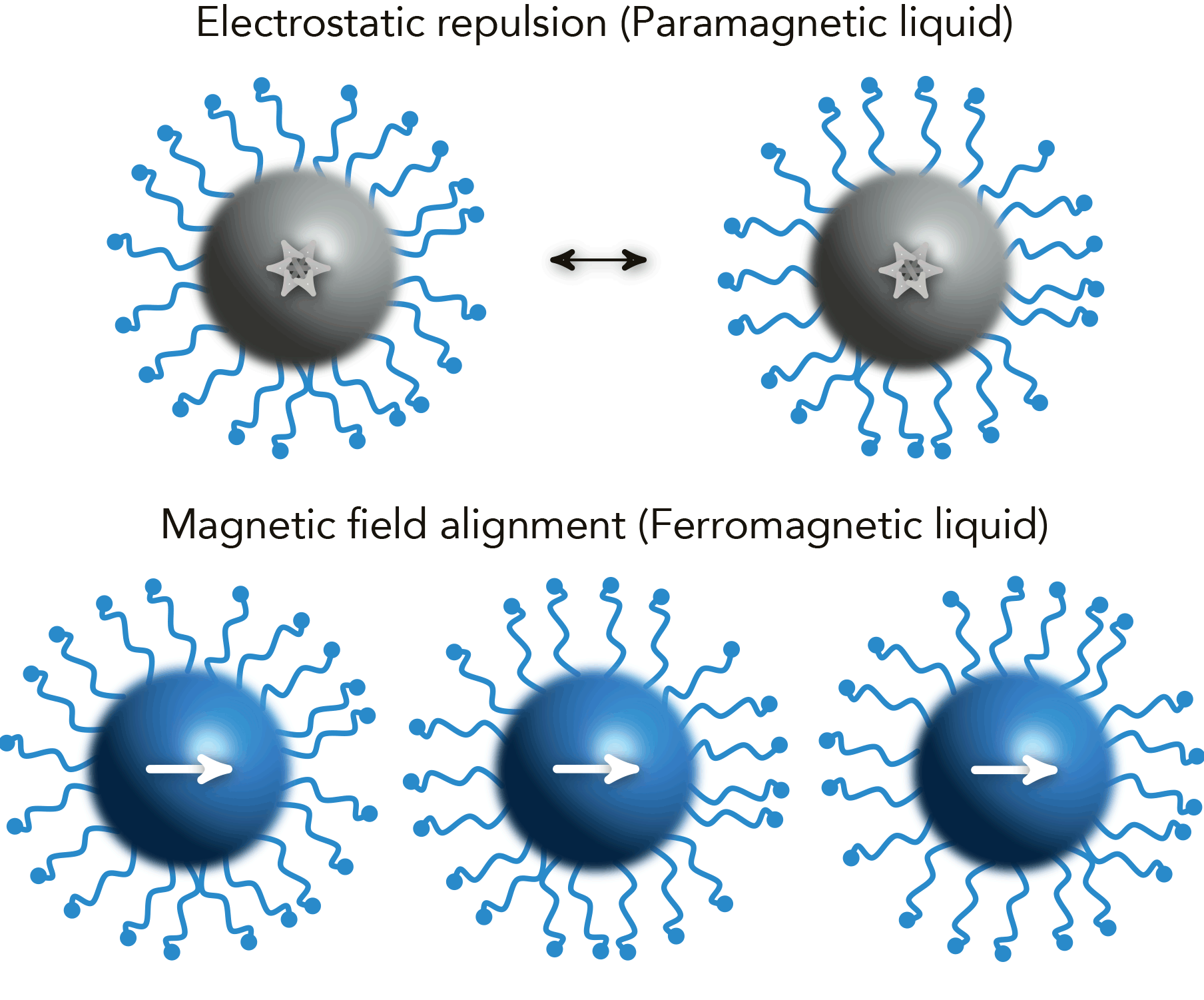When no external magnetic field is present, the behavior of magnetic nanoparticles is governed by electrostatic repulsion—in other words, like charges repel, so the nanoparticles tend to stay away from one another (top). When an external magnetic field is applied, however, the magnetic nanoparticles align so that the north pole of one particle attracts the south pole of an adjacent particle (bottom).